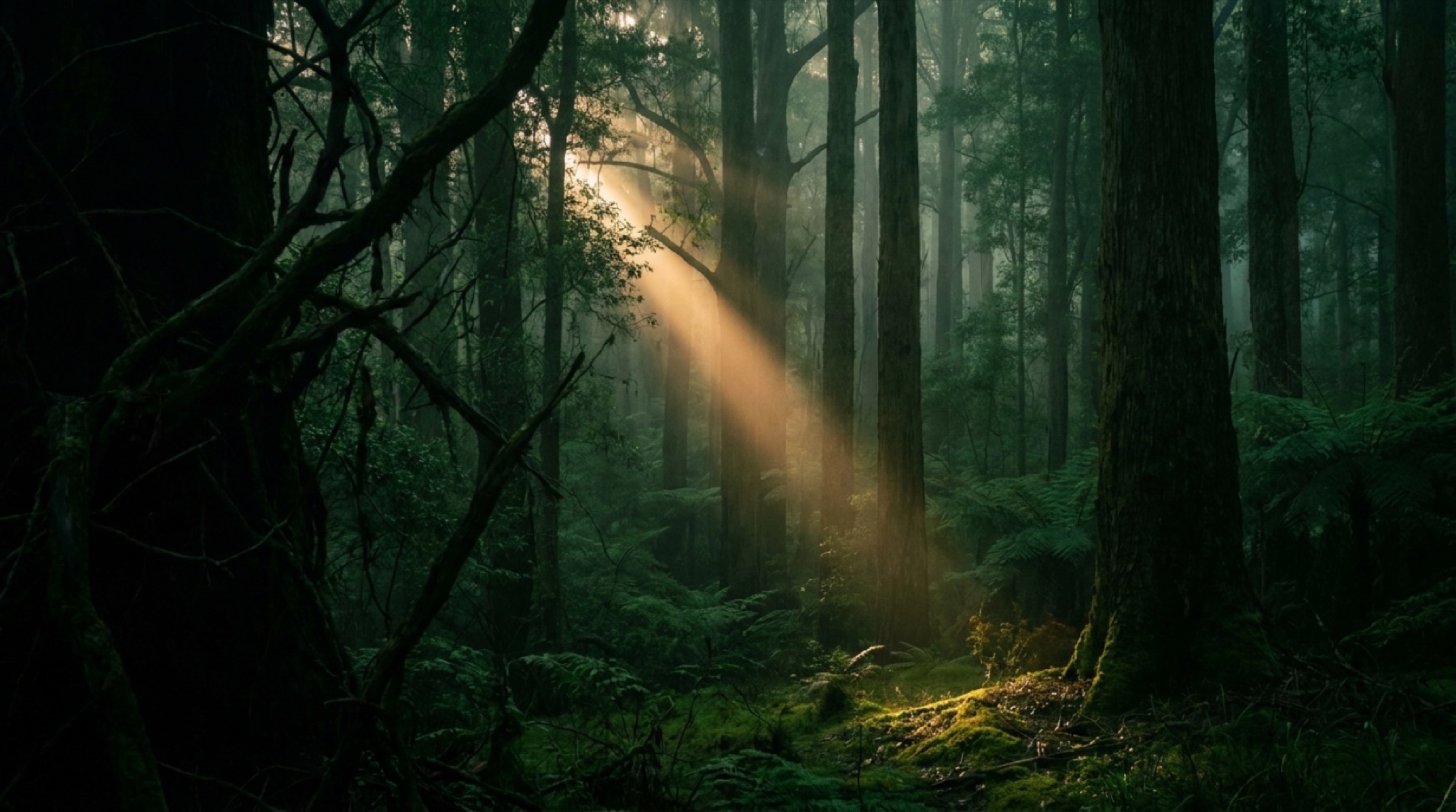 A single beam of light breaking through a stand of tall trees