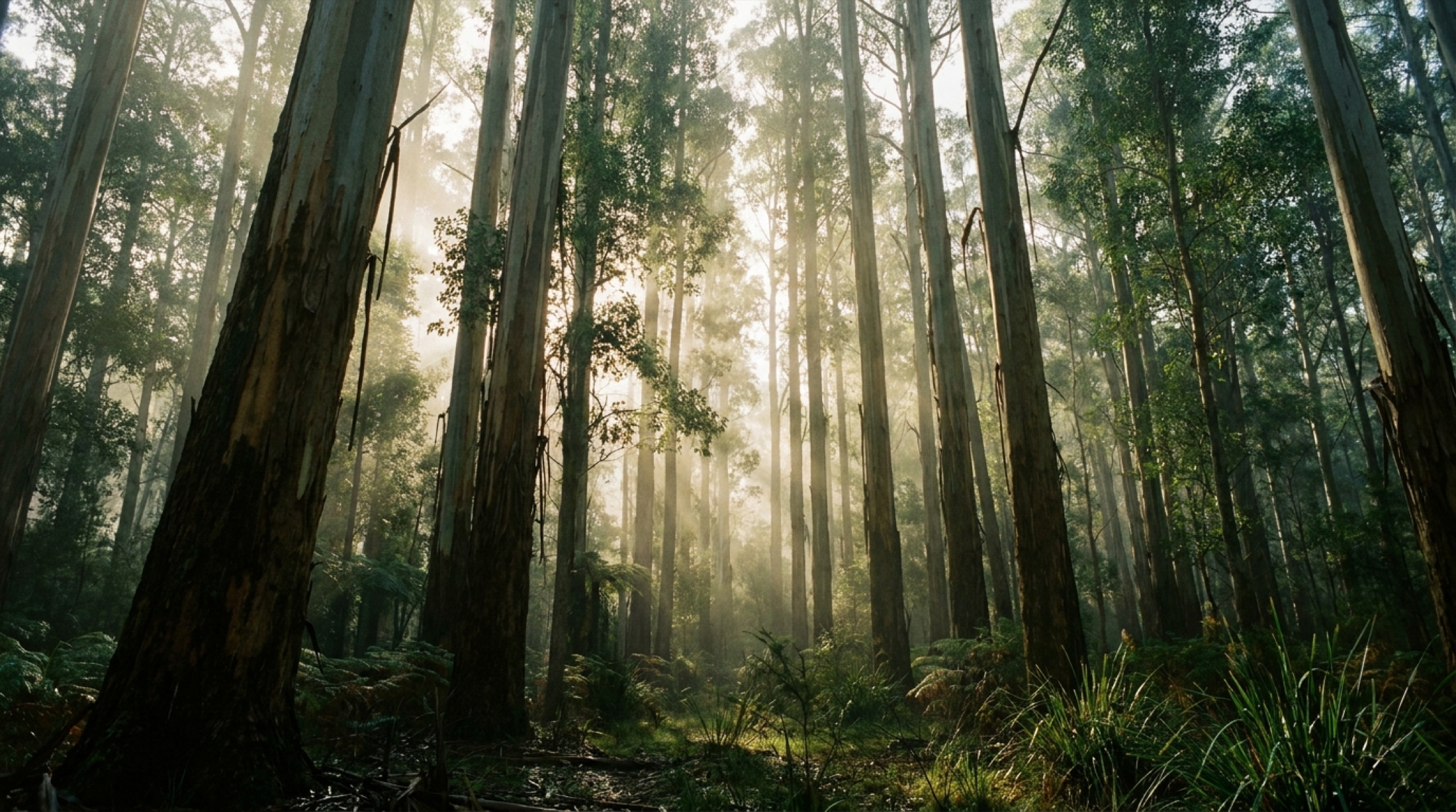 Tall trees with morning light filtering through the canopy