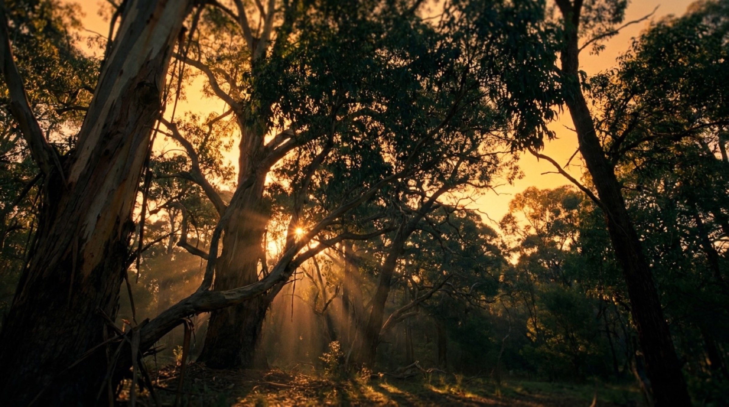 Sunlight breaking through a stand of mature trees at golden hour