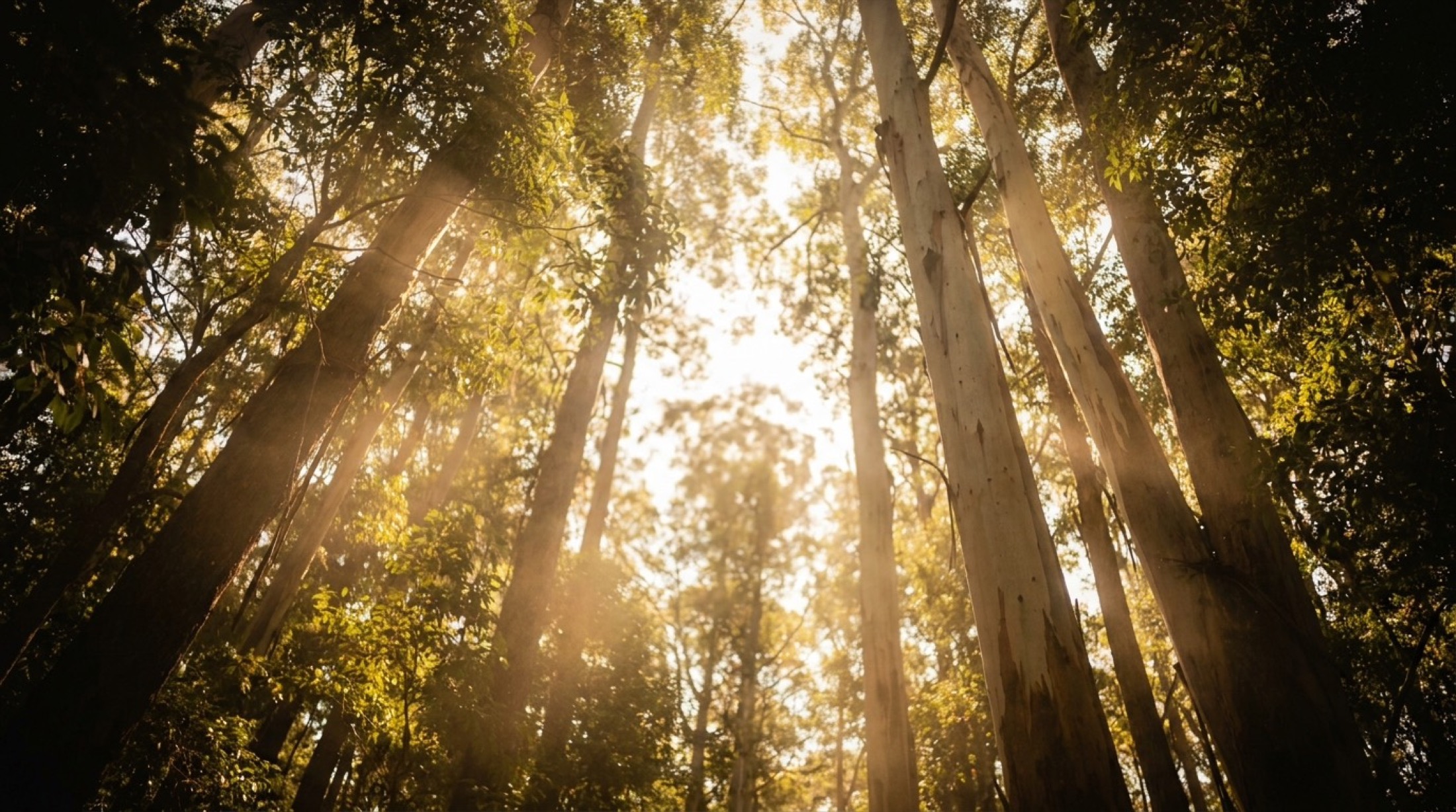 Sunlight streaming through a tall stand of trees