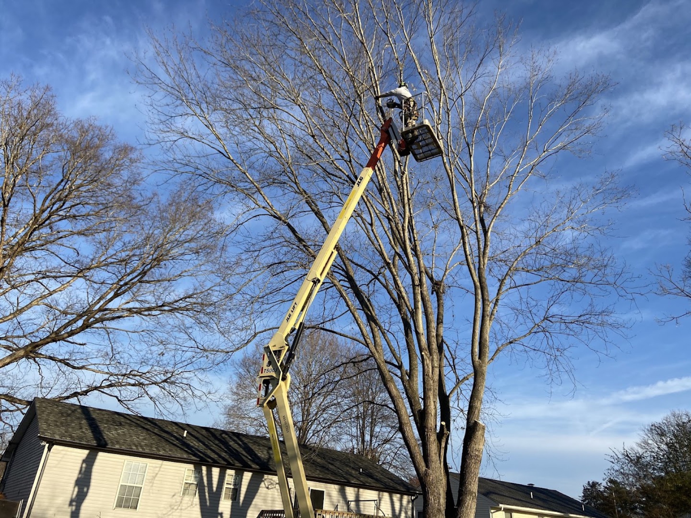 An Elite Tree Service climber working from a lift high in a bare hardwood over a Powell home