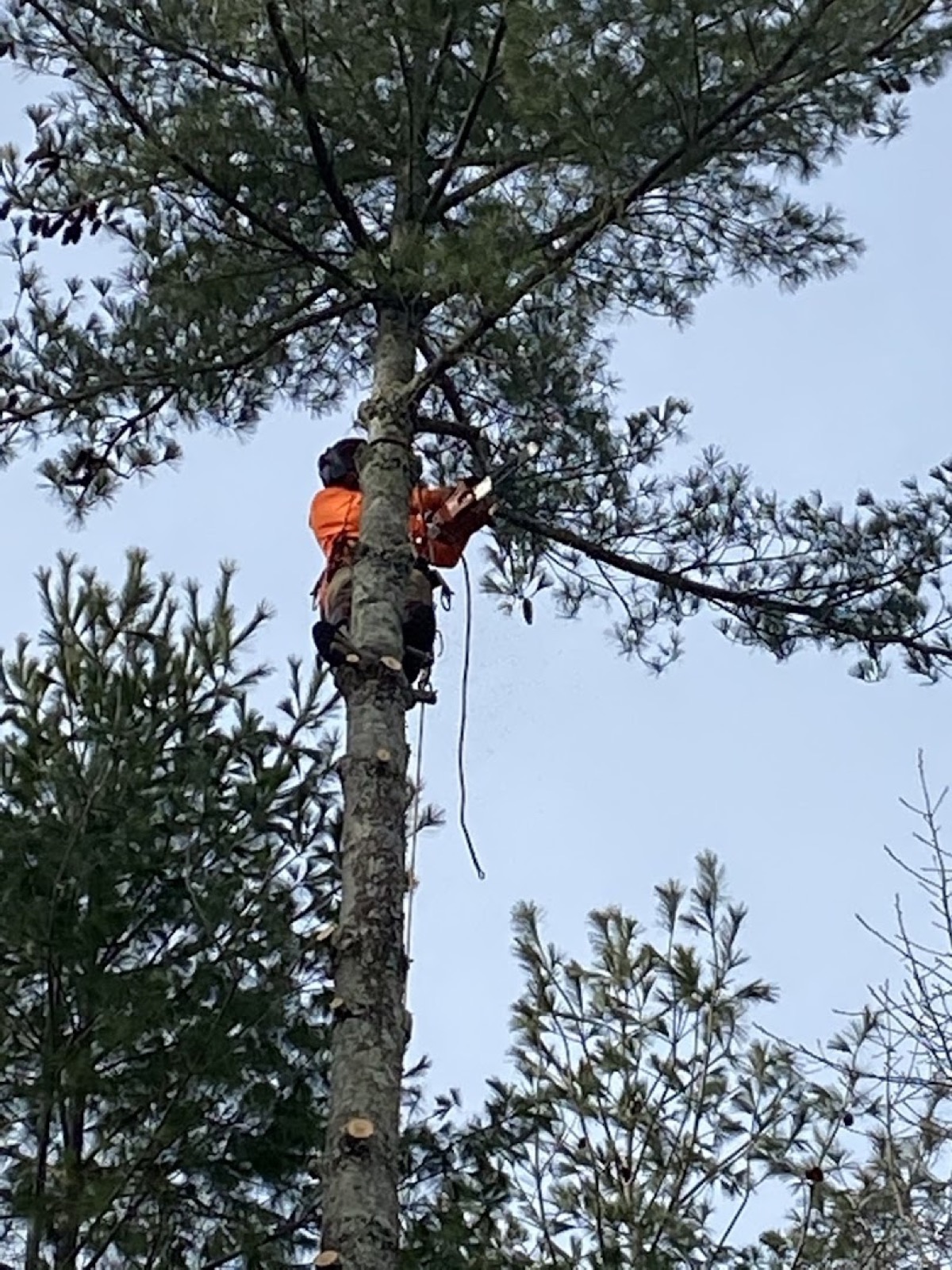 An Elite Tree Service climber roped high in a tree during a removal in Powell