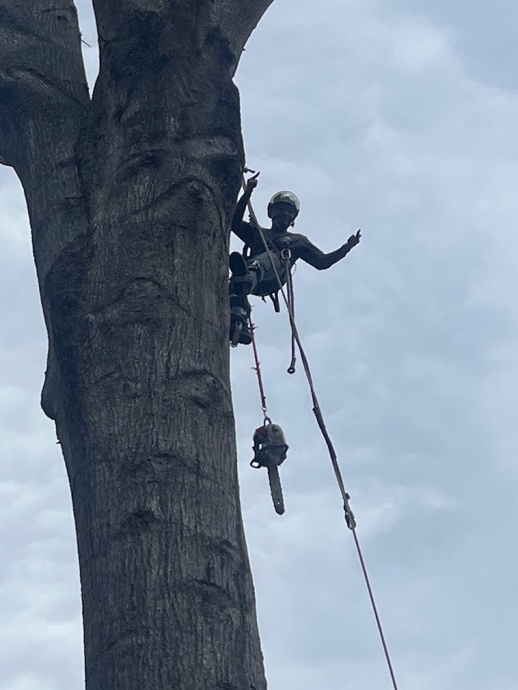 An Elite Tree Service climber removing a large tree in Powell