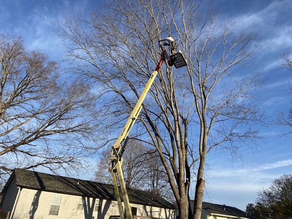 Real tree work by Elite Tree Service in Powell, TN