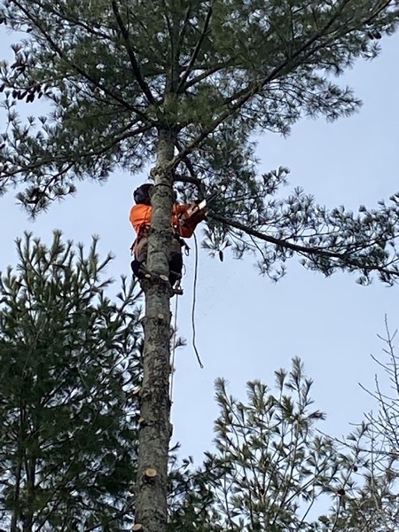 Real tree work by Elite Tree Service in Powell, TN