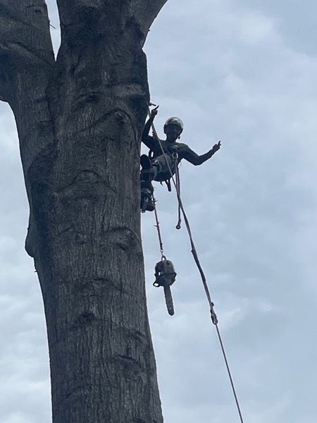 Real tree work by Elite Tree Service in Powell, TN