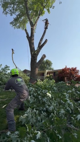 Real tree work by Elite Tree Service in Powell, TN