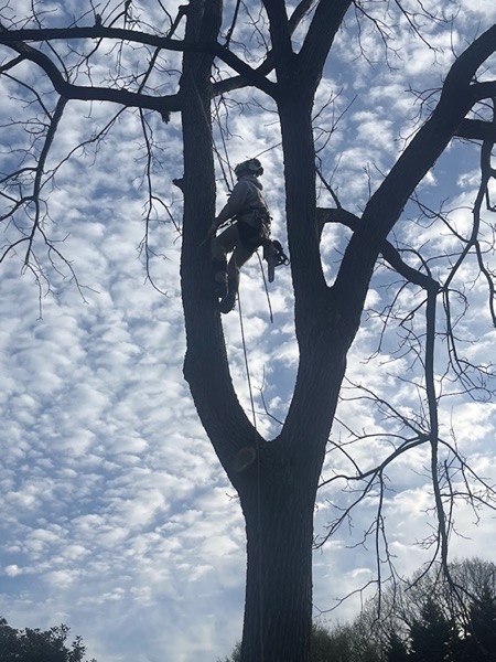 Real tree work by Elite Tree Service in Powell, TN