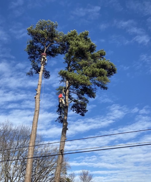 Real tree work by Elite Tree Service in Powell, TN