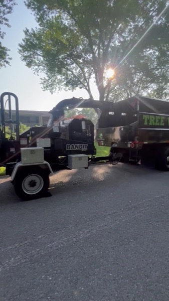 Real tree work by Elite Tree Service in Powell, TN