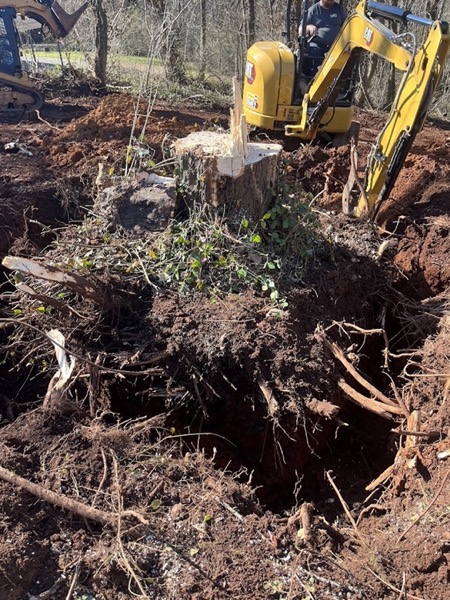 Real tree work by Elite Tree Service in Powell, TN