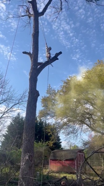 Real tree work by Elite Tree Service in Powell, TN