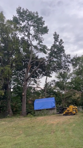 Real tree work by Elite Tree Service in Powell, TN
