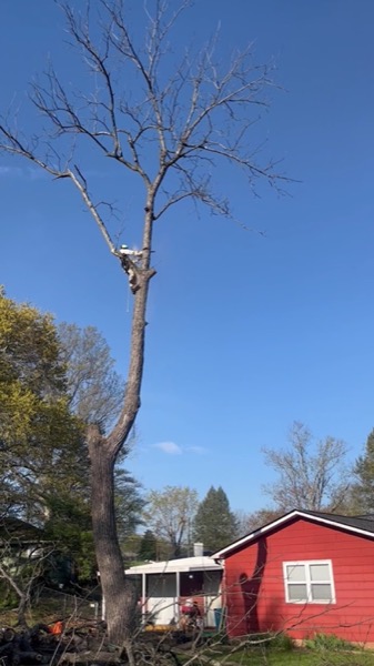 Real tree work by Elite Tree Service in Powell, TN