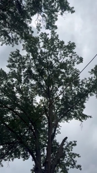 Real tree work by Elite Tree Service in Powell, TN