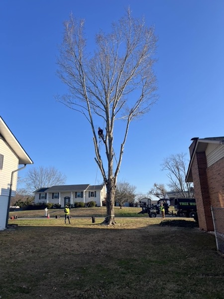 The Elite Tree Service crew taking down a tall tree beside a home