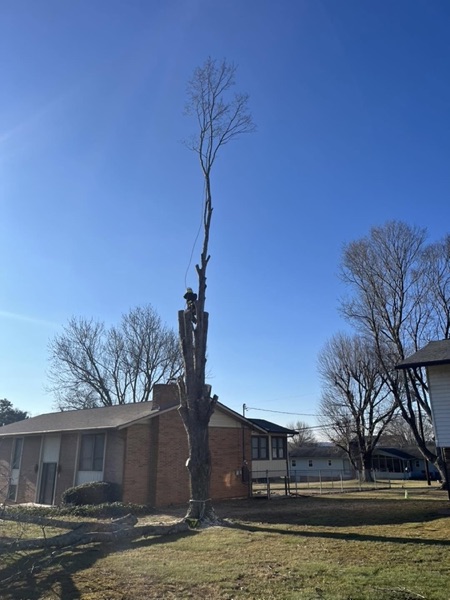 An Elite Tree Service climber sectioning down a tall trunk