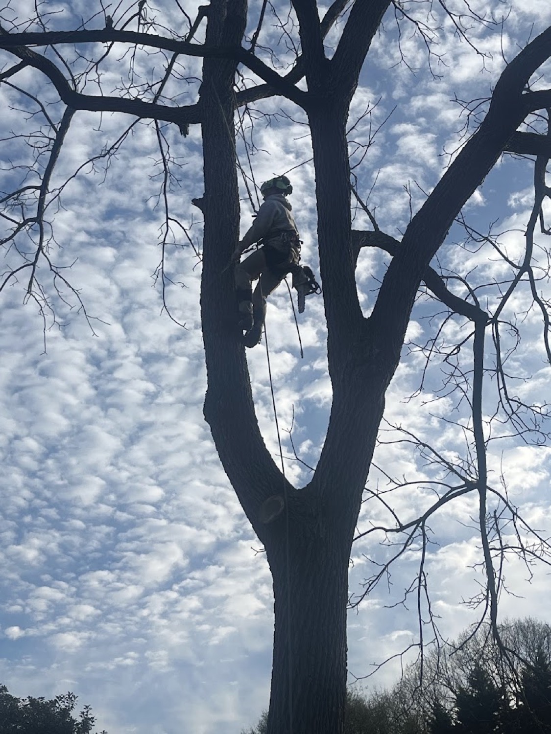 A climber silhouetted high in a tree during a Powell removal