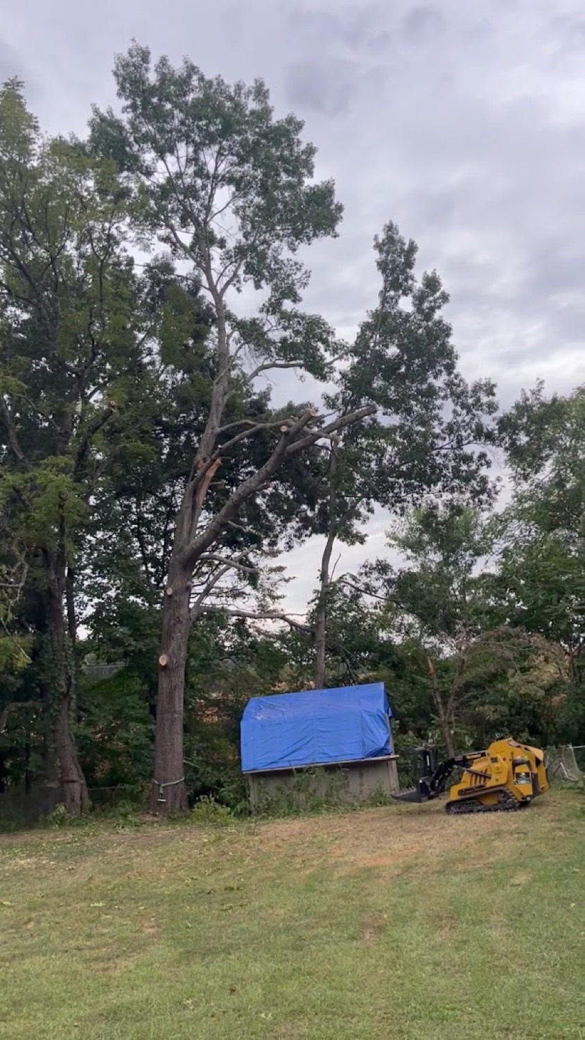 Mature trees on a Powell property before removal